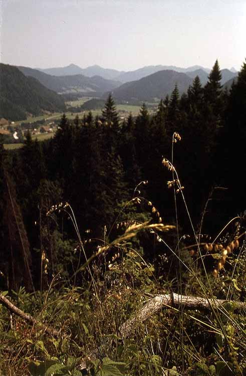 Luitpolderalm am 18.07.1976