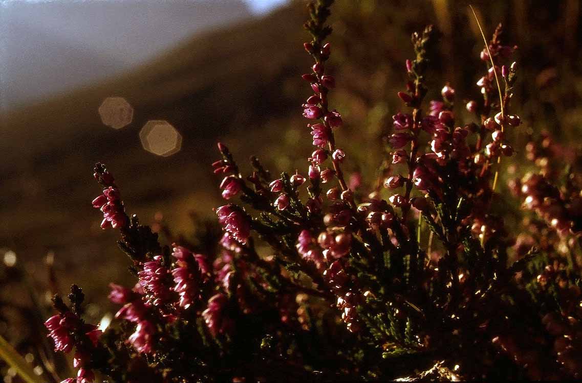 Zischgeles am 29.08.1976