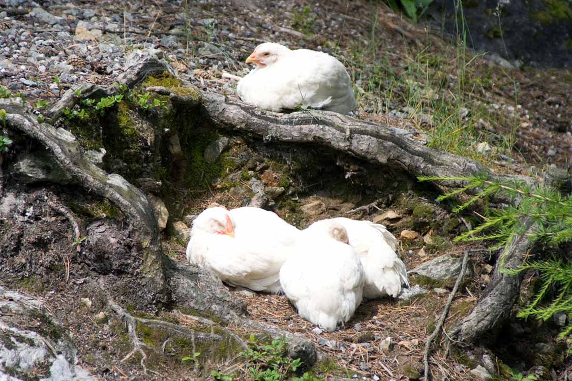 Wiesele am 10.07.2009