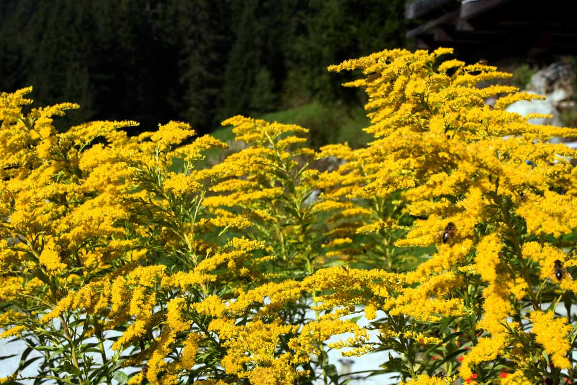Knappenweg am 22.09.2009