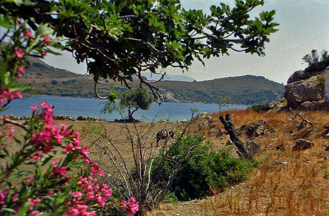 30.05.1996 | Handelshafen | Eselsparkplatz vor Hafenbucht