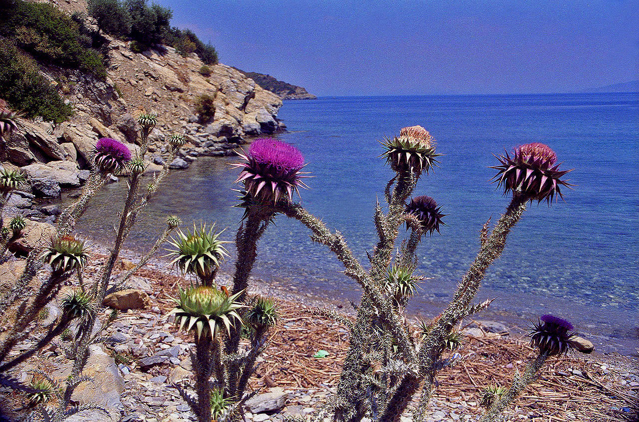 30.05.1996 | Handelshafen | Disteln am Strand