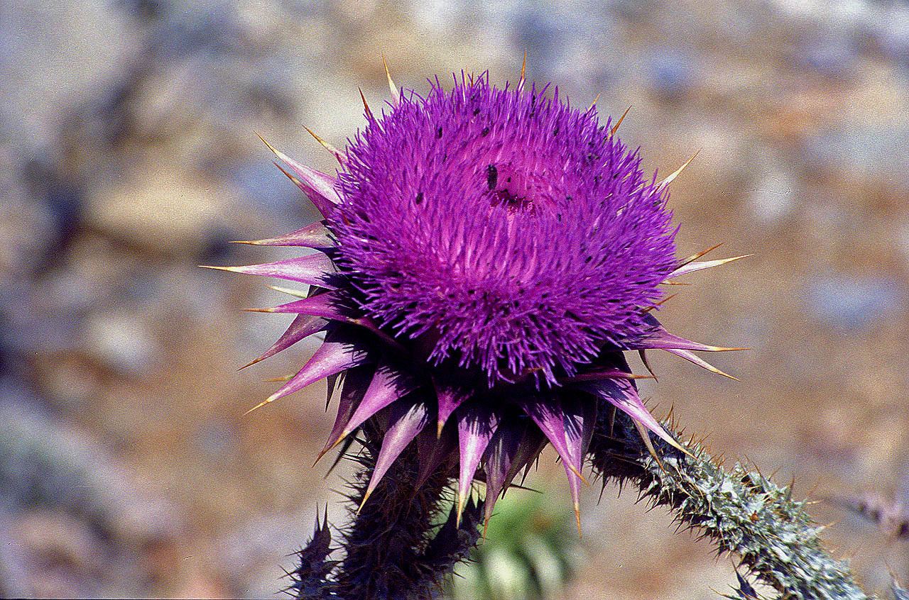 30.05.1996 | Handelshafen | Distel am Strand