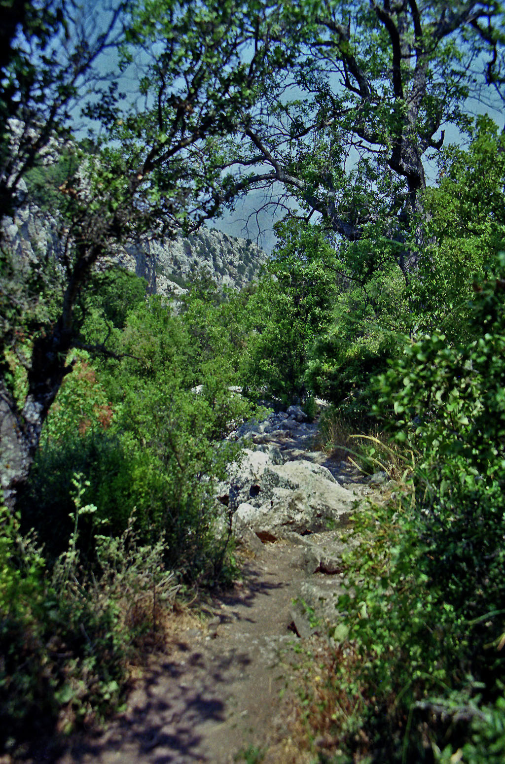 11.08.1991 | Gymnasium | Weg im Gestrüpp
