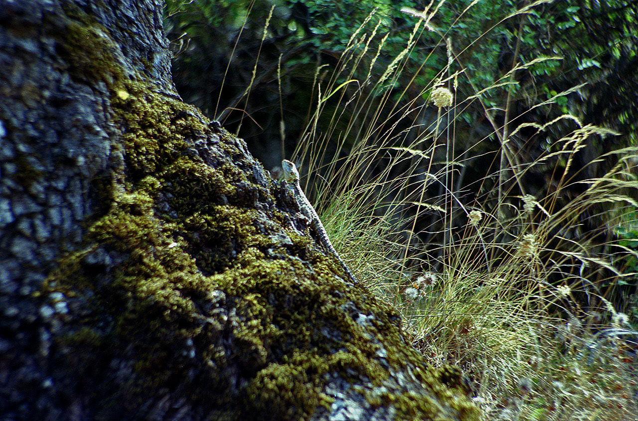11.08.1991 | Königsstrasse   | Eidechse auf Baumstamm