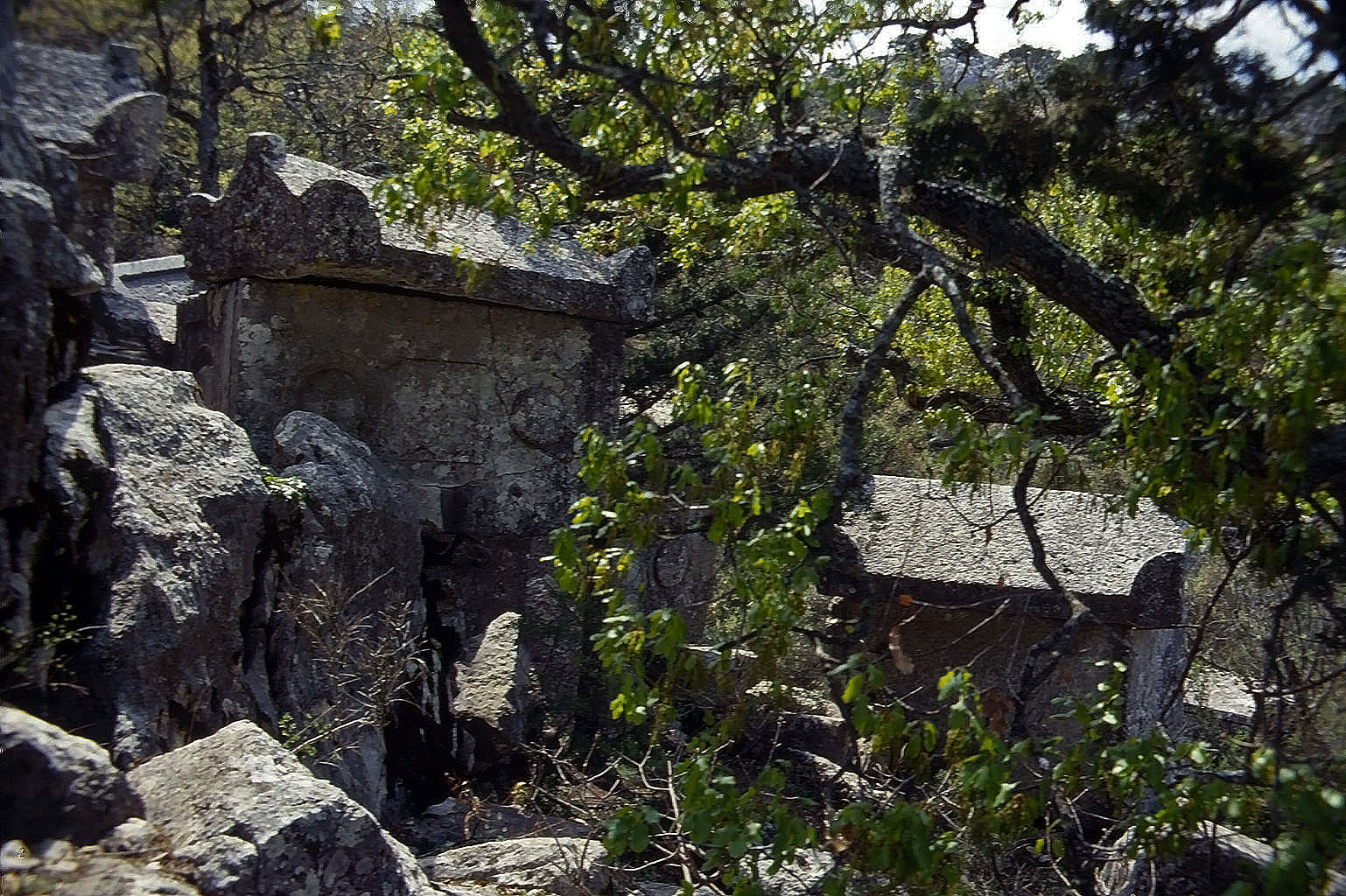 01.05.1993 | Nekropole | Sarkophage im Unterholz