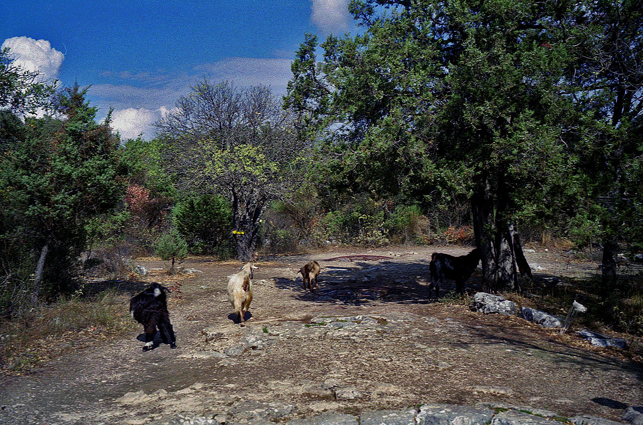 06.11.1994 | Agora | Ziegen auf der Freifläche